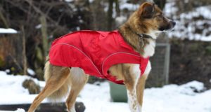 DogBite Flexible System für „Lou“