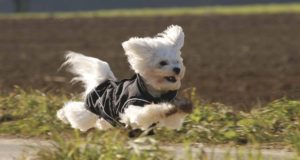 Wind- und Regenjacke
